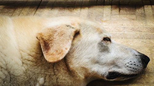 Close-up of a dog looking away