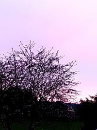 Low angle view of pink flower tree against clear sky