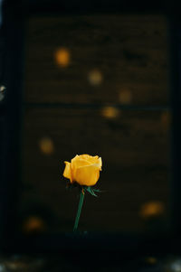 Close-up of yellow rose flower