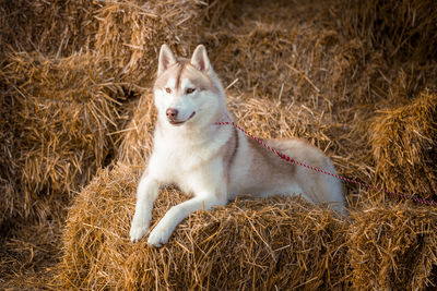 Close-up of dog on field