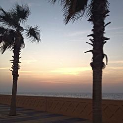 Palm trees at seaside