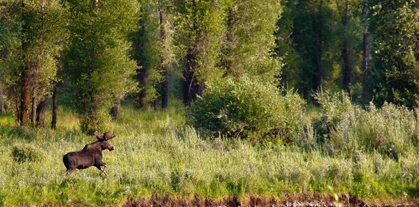 Moose walking on grass at forest