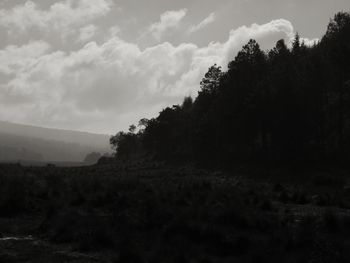 Trees in forest against sky