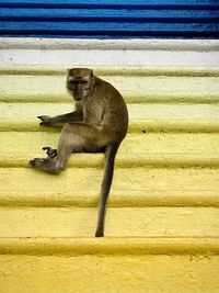 Elephant sitting on wall