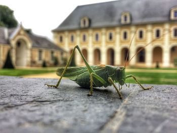 Close-up of grasshopper on a building