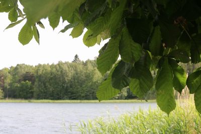 Close-up of green plants against sky