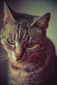 Close-up portrait of a cat