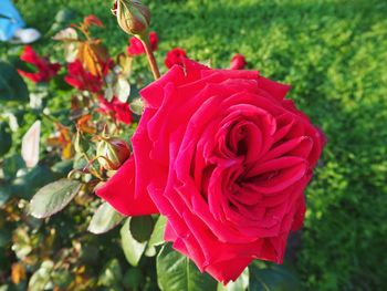 Close-up of red rose