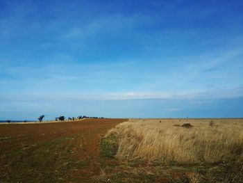 Scenic view of field against blue sky