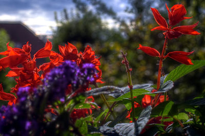Close-up of red flowers blooming outdoors