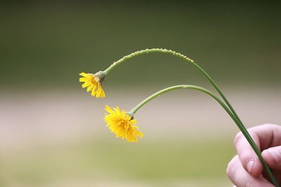 Close-up of hand holding yellow flower