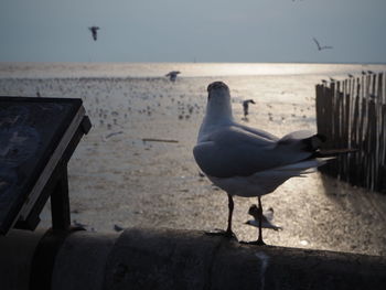 Seagull perching on wooden post at beach