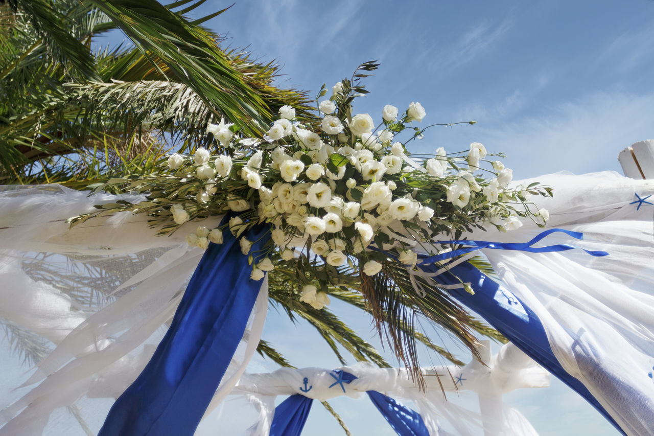 CLOSE-UP OF WHITE FLOWERING PLANT