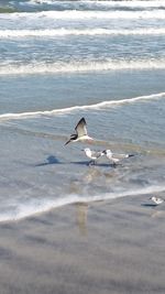 Bird perching on beach
