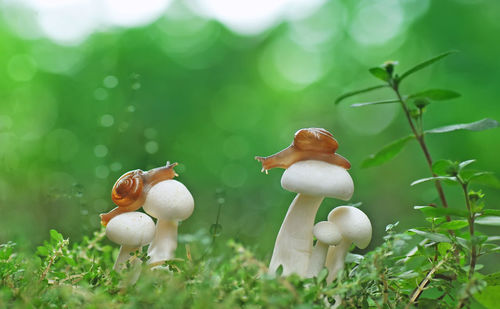 Close-up of snails on white wild mushrooms