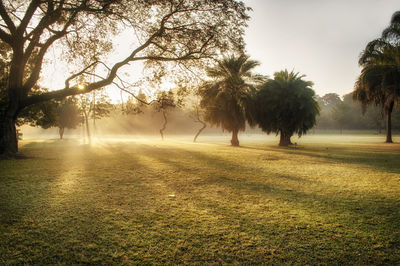 Trees on field against sky