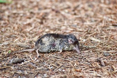 Close-up of lizard on field