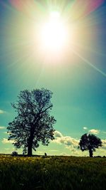 Sun shining through trees on landscape