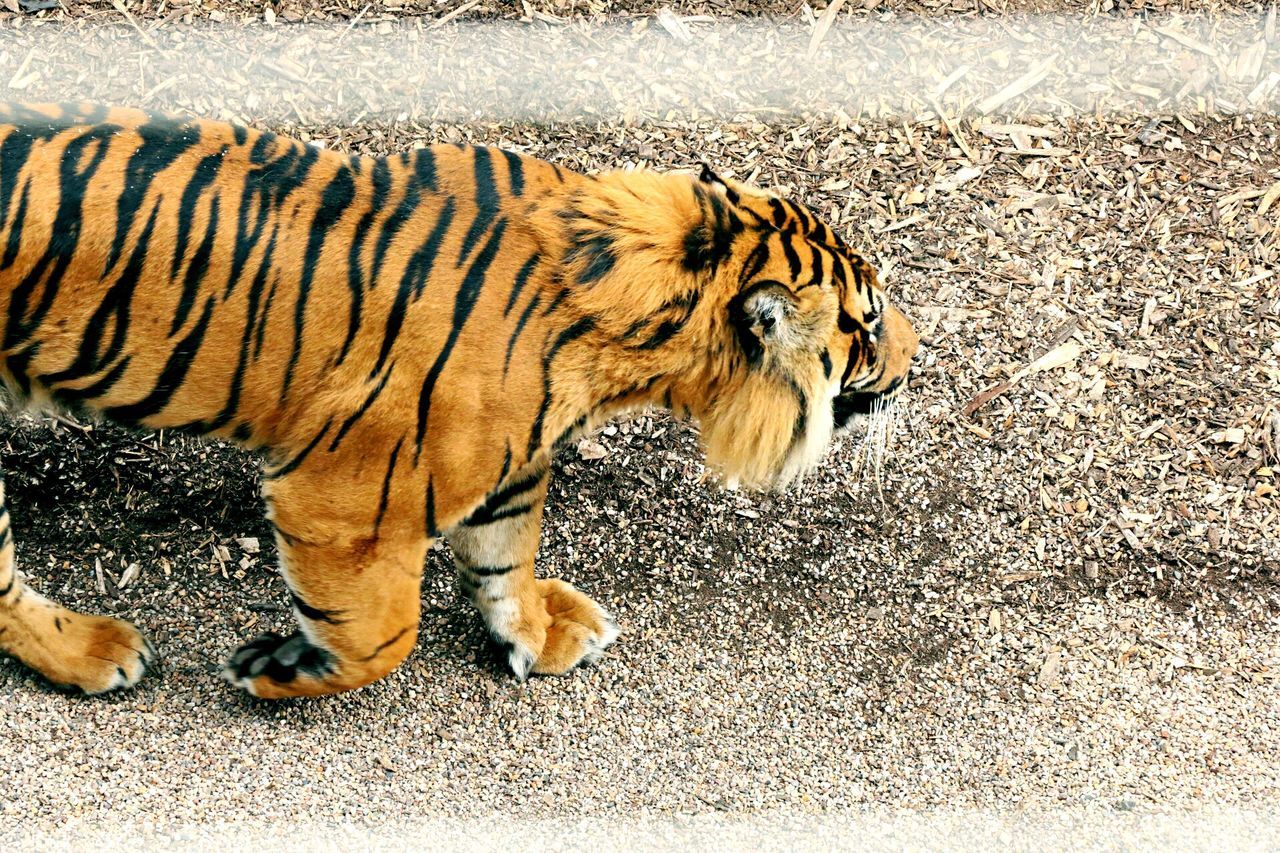 SIDE VIEW OF DOG WALKING ON STREET