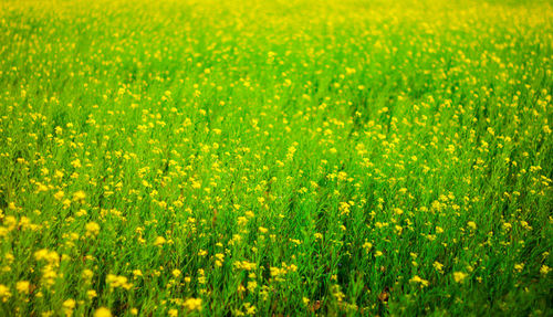 Full frame shot of yellow flowering plants in field