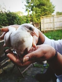 Close-up of man holding bird perching on hand