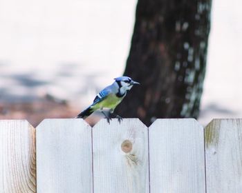 Bird perching on wooden post