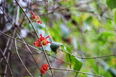 Close-up of red plant