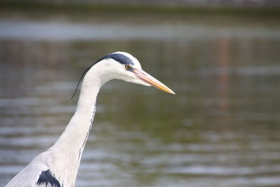 Close-up of grey heron on lake