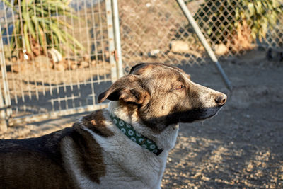 Dog looking away