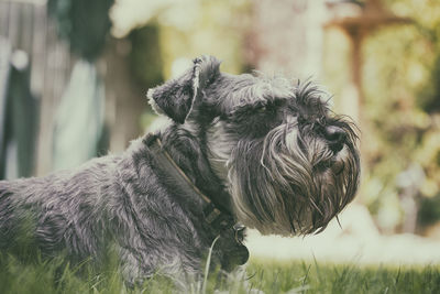 Close-up of miniature schnauzer on grassy field