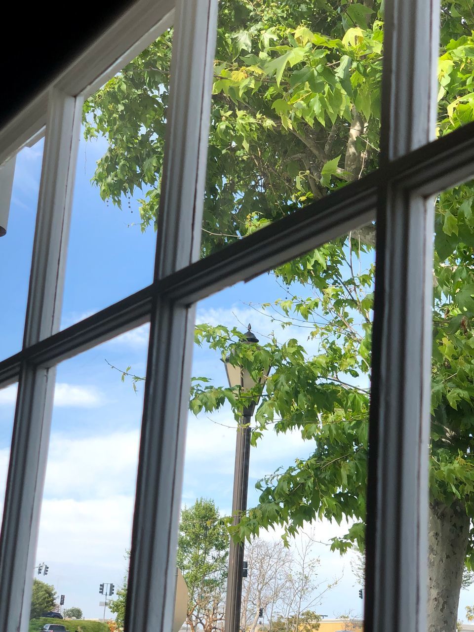 window, glass - material, plant, transparent, tree, indoors, day, no people, architecture, nature, growth, built structure, green color, sky, building, low angle view, glass, window frame