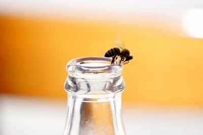 Close-up of bee on bottle