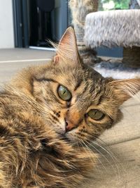 Close-up portrait of a cat