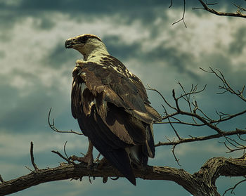 Low angle view of eagle perching on branch