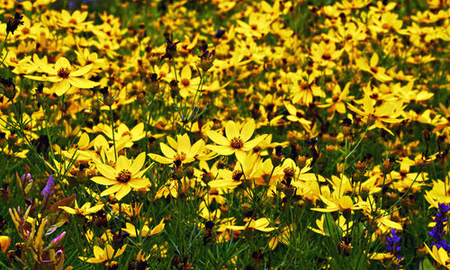 Close-up of yellow flowering plants