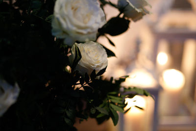 Close-up of white flowering plant