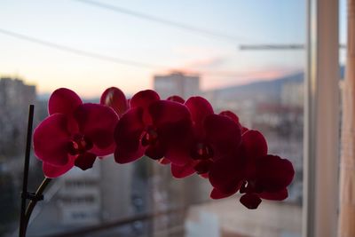 Close-up of red flowers against window