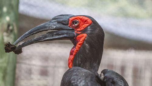 Close-up of bird perching on branch