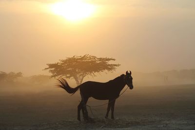 Horse standing on field during sunset