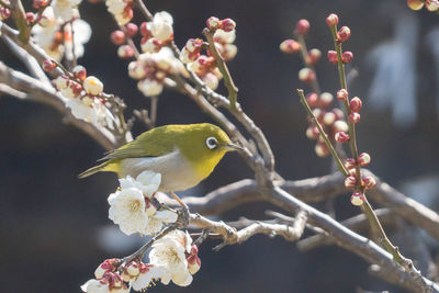 Close-up of bird perching on branch