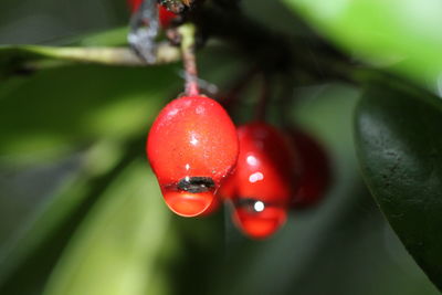 Close-up of red berries on water