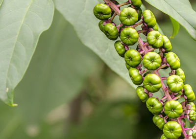 Close-up of berries growing on plant