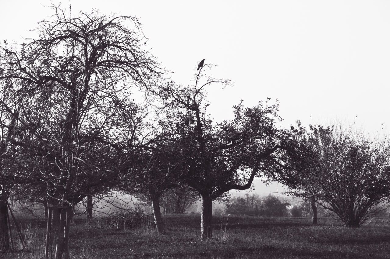 tree, clear sky, animal themes, bare tree, bird, field, tranquility, animals in the wild, nature, wildlife, copy space, tranquil scene, branch, landscape, grass, growth, beauty in nature, sky, scenics, day