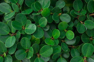 Full frame shot of plants