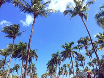 Low angle view of palm trees against blue sky