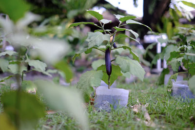 Close-up of potted plant on field