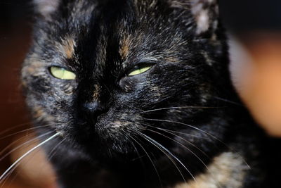 Close-up portrait of black cat