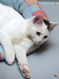 Cat lying down on bed