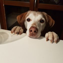 Close-up portrait of dog relaxing at home