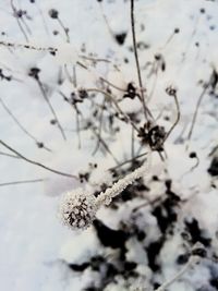 Close-up of white flowers